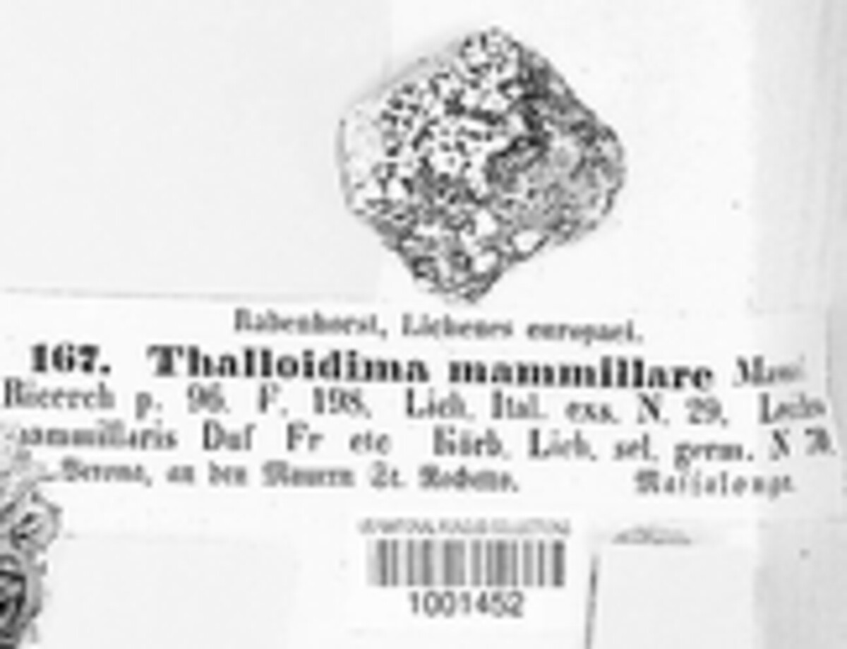 Porpidiaceae image